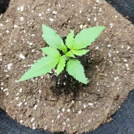 Outdoor Blue Dream, 3rd grow