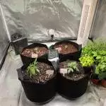 First indoor grow