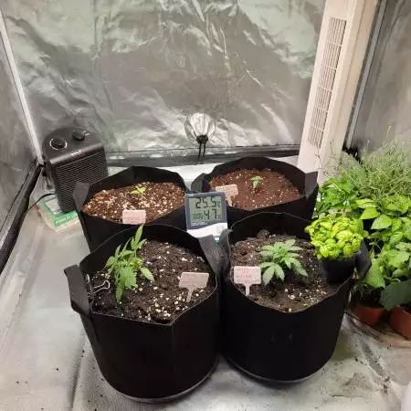 First indoor grow
