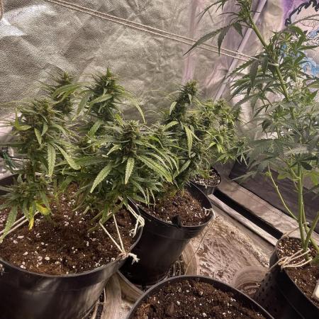 Rainbow Glue Auto/Lemon autos