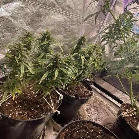 Rainbow Glue Auto/Lemon autos