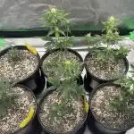 Blackberry Kush