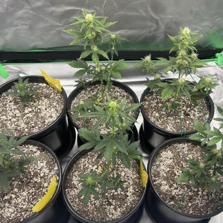 Blackberry Kush