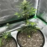 Blackberry Kush