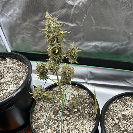 Gorilla Cookies