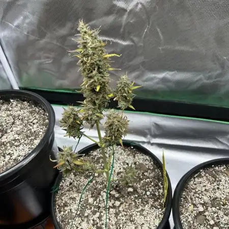 Gorilla Cookies