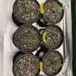 Gorilla Cookies