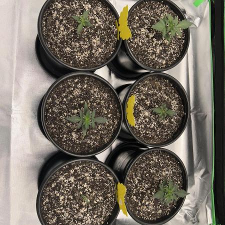 Gorilla Cookies