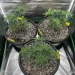 OG Kush Ltd.