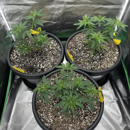 OG Kush Ltd.