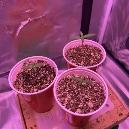 OG Kush Ltd.