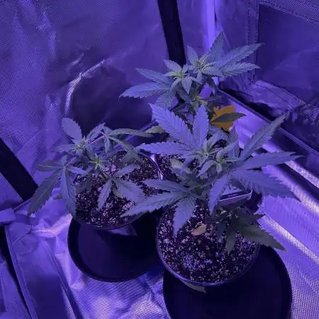 OG Kush Ltd.