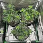 OG Kush Ltd.