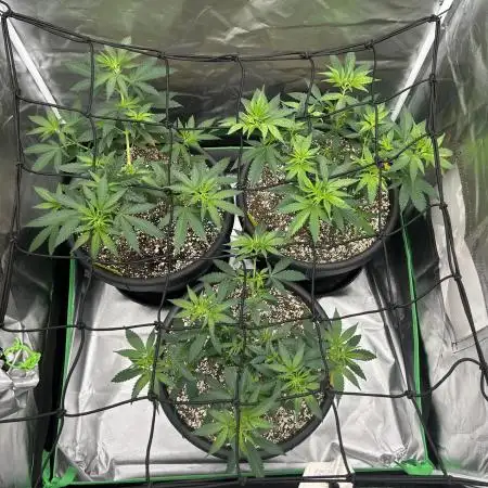 OG Kush Ltd.