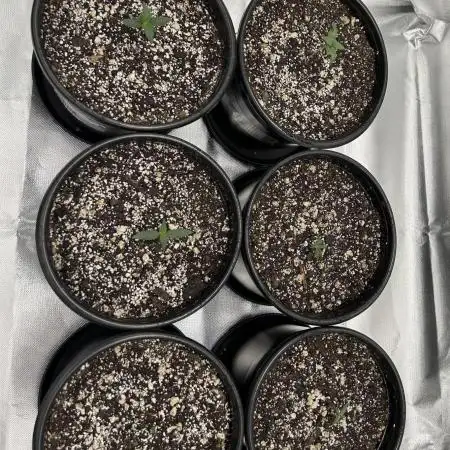 Gorilla Cookies