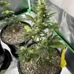 Gorilla Cookies