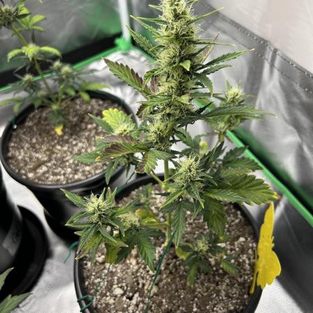 Gorilla Cookies