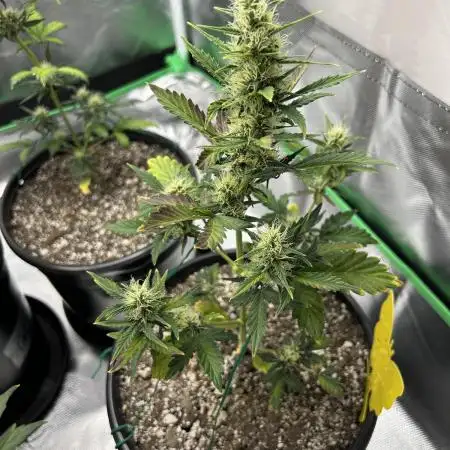 Gorilla Cookies