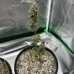 Blackberry Kush