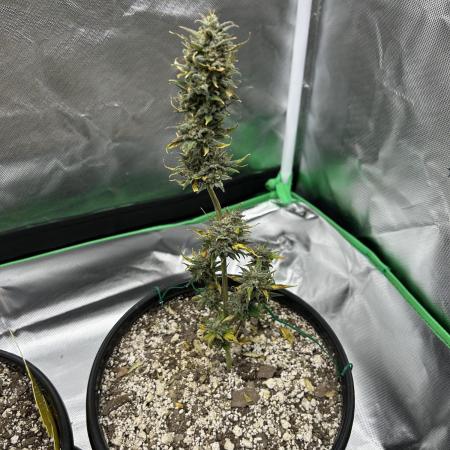Blackberry Kush