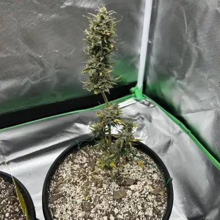 Blackberry Kush
