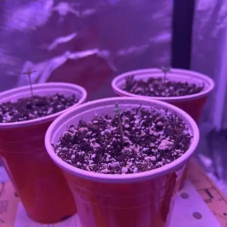 OG Kush Ltd.