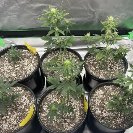 Gorilla Cookies