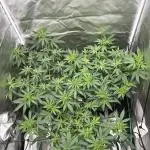 OG Kush Ltd.