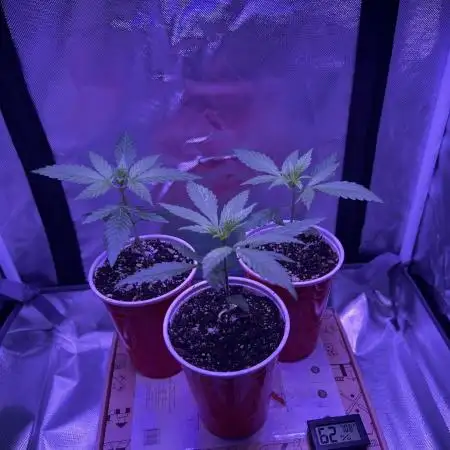 OG Kush Ltd.
