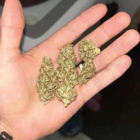 Blackberry Kush