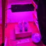 Indoor Grow 2022 