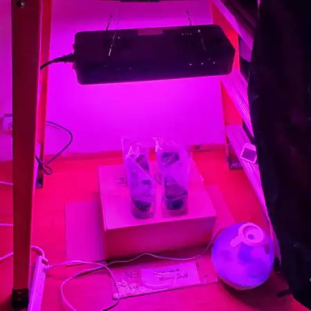 Indoor Grow 2022 