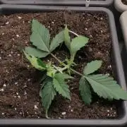 Fast Buds - Papayton