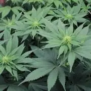 Fast Buds - Papayton