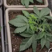 Fast Buds - Lemon Cherry Runtz