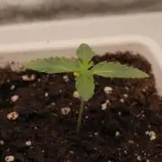 Fast Buds - Lemon Cherry Runtz