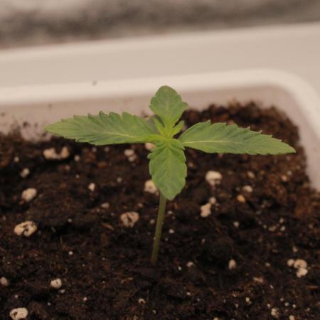 Fast Buds - Lemon Cherry Runtz