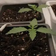 Fast Buds - Papayton