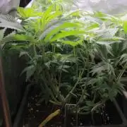 Fast Buds - Papayton