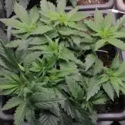 Fast Buds - Papayton