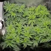 Fast Buds - Lemon Cherry Runtz