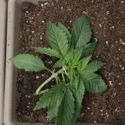 Fast Buds - Lemon Cherry Runtz