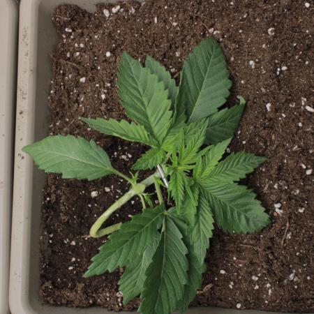 Fast Buds - Lemon Cherry Runtz