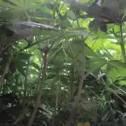 Fast Buds - Lemon Cherry Runtz