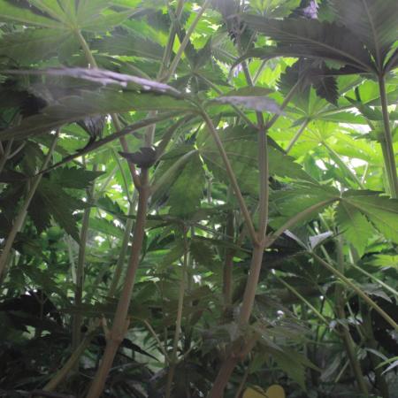 Fast Buds - Lemon Cherry Runtz