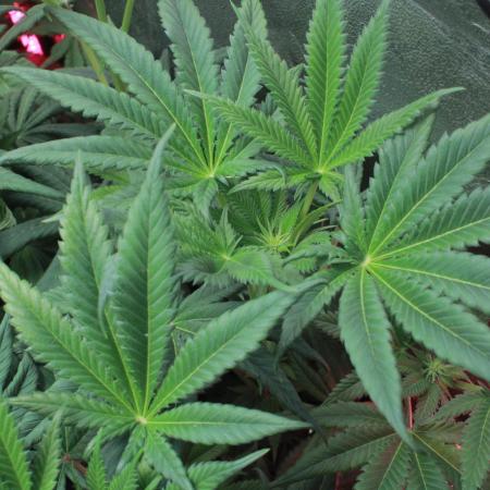 Fast Buds - Lemon Cherry Runtz