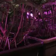 Fast Buds - Papayton