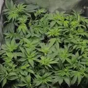 Fast Buds - Lemon Cherry Runtz