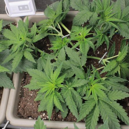 Fast Buds - Lemon Cherry Runtz