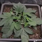 Fast Buds - Papayton